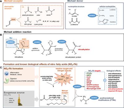 The Emerging Therapeutic Potential of Nitro Fatty Acids and Other Michael Acceptor-Containing Drugs for the Treatment of Inflammation and Cancer